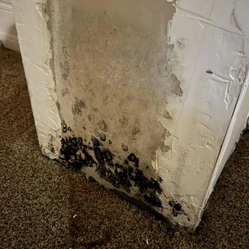 Professional Mold Removal in Cannon Air Force Base, NM